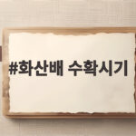 화산배 수확시기