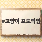 고양이 포도막염 증상 원인 치료 시기 고양이 포도막염