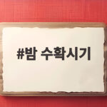 밤 수확시기