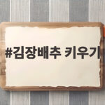김장배추 키우기 심는시기와 물관리법 김장배추 키우기