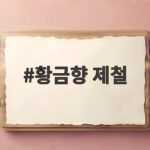 황금향 제철 언제가 가장 맛있을까 황금향 제철