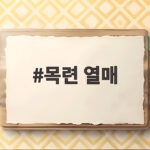 목련 열매