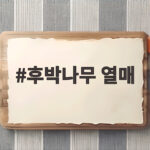후박나무 열매