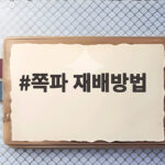 쪽파 재배방법 가을 심는 시기와 관리 쪽파 재배방법