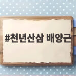 천년산삼 배양근 효능과 먹는법 천년산삼 배양근