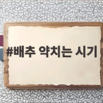 배추 약치는 시기