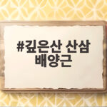 깊은산 산삼 배양근