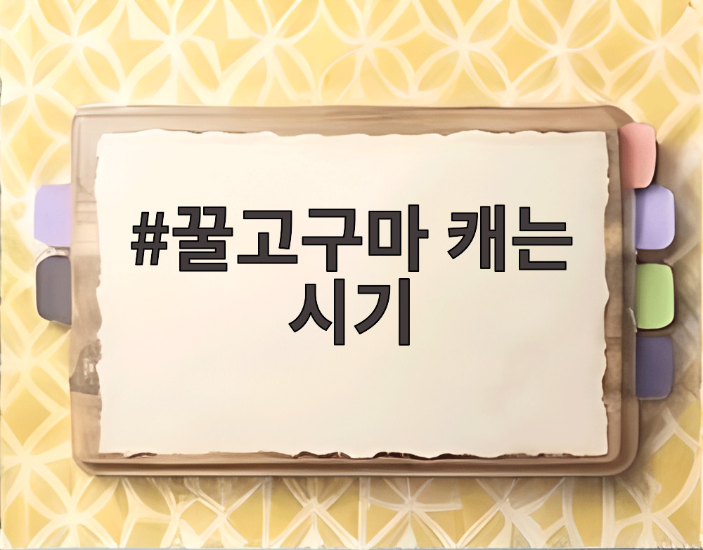 꿀고구마 캐는 시기