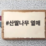 산딸나무 열매