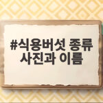 식용버섯 종류 사진과 이름 헷갈리는 야생버섯 구분법은 식용버섯 종류 사진과 이름