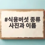 식용버섯 종류 사진과 이름으로 구분하는 안전한 산행 팁 식용버섯 종류 사진과 이름