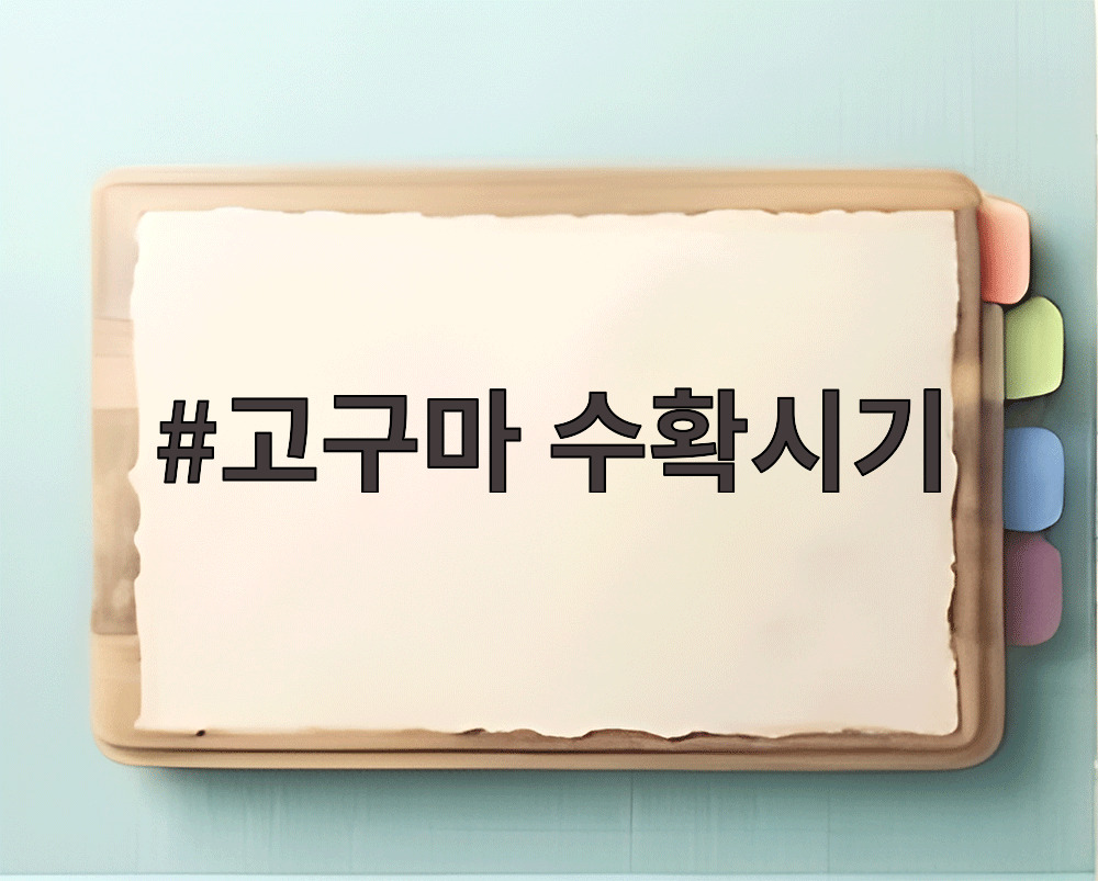 고구마 수확시기