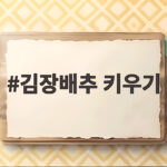 김장배추 키우기 이것만 지키면 포기가 꽉 차는 가을 텃밭 김장배추 키우기