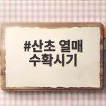 산초 열매 수확시기