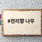 천리향 나무 향기 가득한 실내 식물 키우기 완벽 정리 천리향 나무