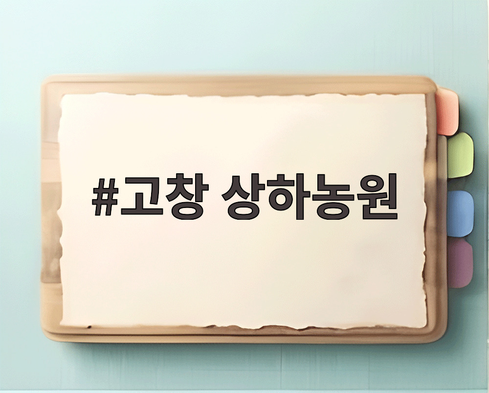 고창 상하농원 코스모스 꽃밭 전경