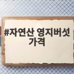 자연산 영지버섯 가격
