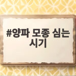 양파 모종 심는 시기