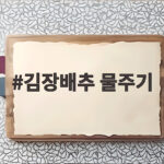 김장배추 물주기 결구기에 이렇게 하면 속이 꽉 찹니다 김장배추 물주기