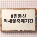 민둥산 억새꽃축제기간 2026년 정선 언제가 좋을까 민둥산 억새꽃축제기간