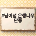 남이섬 은행나무 단풍