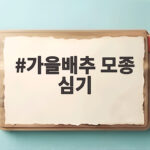가을배추 모종 심기