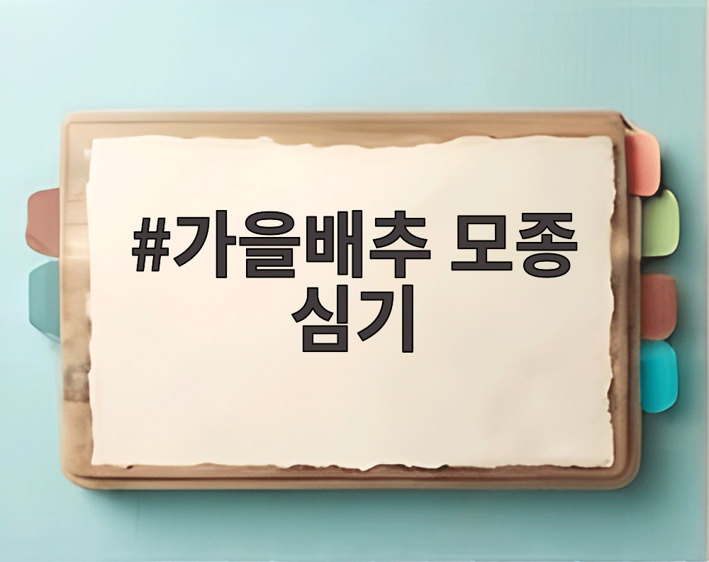 가을배추 모종 심기