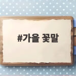 가을 꽃말 이렇게 다르다 국화부터 들국화까지 의미 정리 가을 꽃말