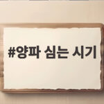 양파 심는 시기