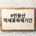 민둥산 억새꽃축제기간 확인하고 가을 은빛 능선 걷기 민둥산 억새꽃축제기간