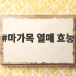마가목 열매 효능 제대로 알고 먹는 현명한 방법 마가목 열매 효능