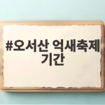 오서산 억새축제 기간