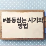 봄동심는 시기와 방법 이것만 알면 겨울철 쌈 채소 걱정 없어요 봄동심는 시기와 방법