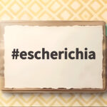 escherichia