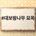 대보밤나무 묘목 심는 시기와 수분수 조합으로 알밤 풍년 만드는 방법 대보밤나무 묘목