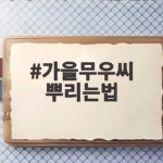 가을무우씨 뿌리는법 제대로 알면 김장무가 통통하게 자라요 가을무우씨 뿌리는법