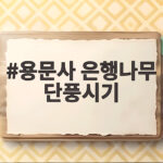 용문사 은행나무 단풍시기